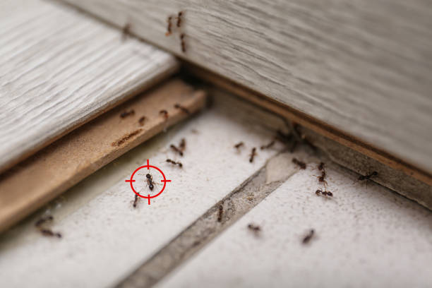 Best Flea Control Services  in Edina, MN